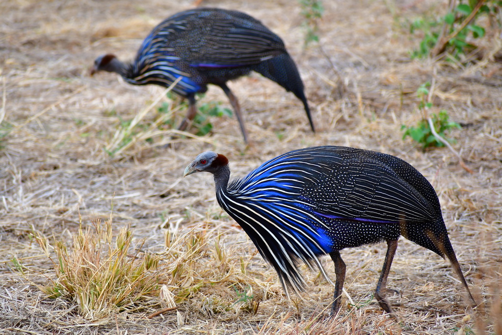 Tsavo East National Park